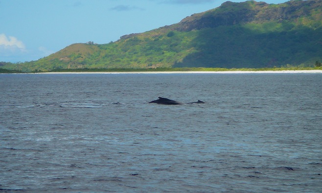 Bora Bora Whale